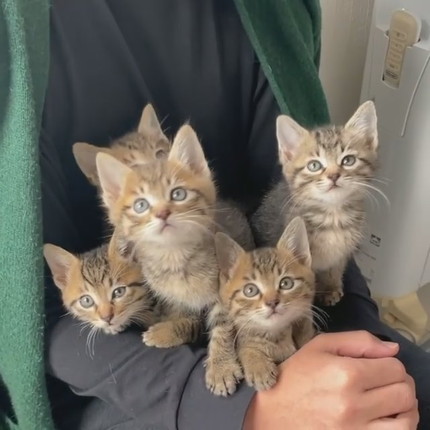 シンクロネコちゃん