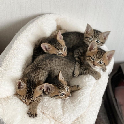 シンクロネコちゃん