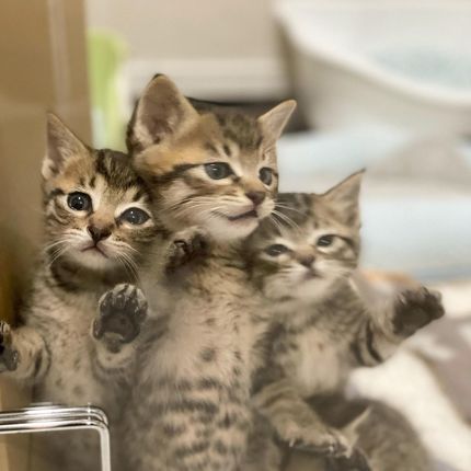 シンクロネコちゃん