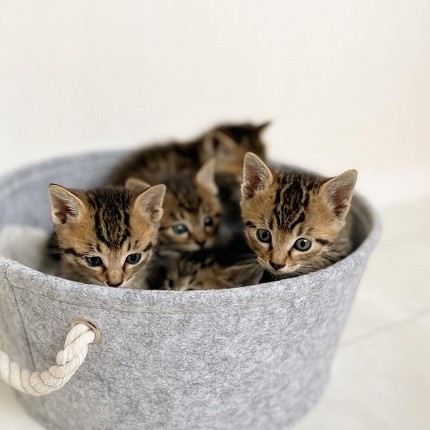 シンクロネコちゃん