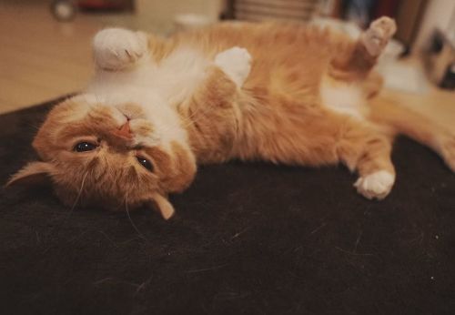 Munchkin