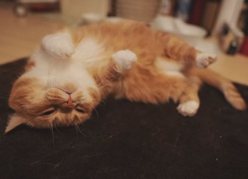 Munchkin