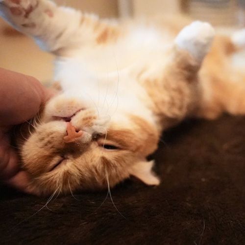 Munchkin