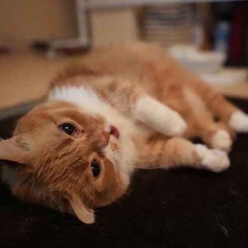 Munchkin
