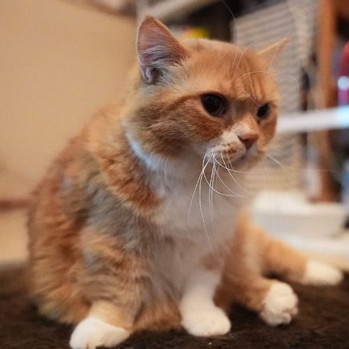 Munchkin