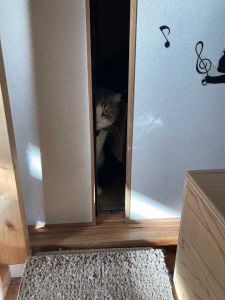 クローゼット 閉じこめ 非常に怒っている 猫 顔 表情 目つき こはく