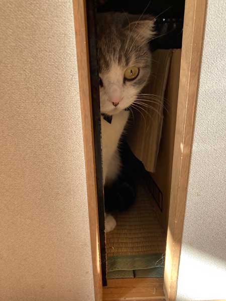 クローゼット 閉じこめ 非常に怒っている 猫 顔 表情 目つき こはく