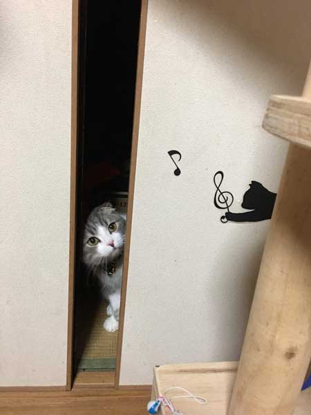 クローゼット 閉じこめ 非常に怒っている 猫 顔 表情 目つき こはく