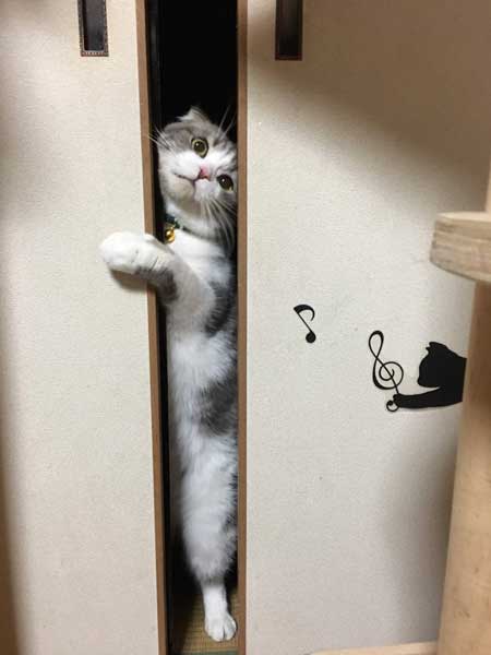 クローゼット 閉じこめ 非常に怒っている 猫 顔 表情 目つき こはく