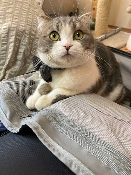 クローゼット 閉じこめ 非常に怒っている 猫 顔 表情 目つき こはく