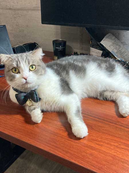 クローゼット 閉じこめ 非常に怒っている 猫 顔 表情 目つき こはく