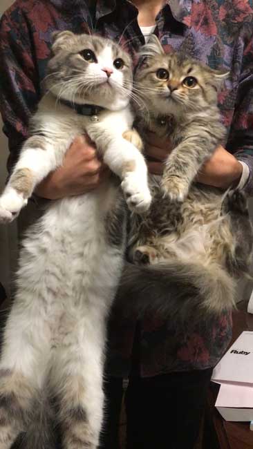 クローゼット 閉じこめ 非常に怒っている 猫 顔 表情 目つき こはく