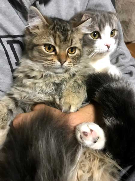 クローゼット 閉じこめ 非常に怒っている 猫 顔 表情 目つき こはく