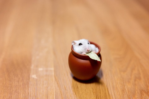 幸せぱるちゃん