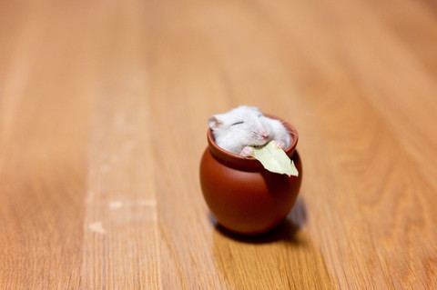 幸せぱるちゃん