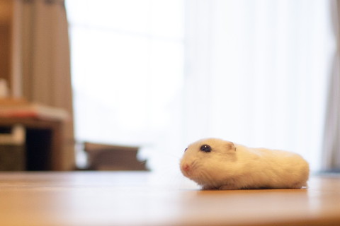 棒状なぱるちゃん