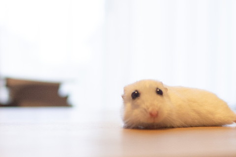 棒状なぱるちゃん