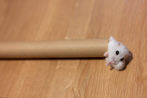 筒にはいるぱるちゃん