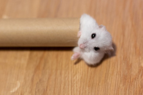 棒状なぱるちゃん