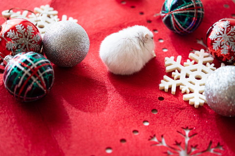 色んなぱるちゃん