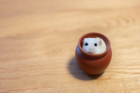 色んなぱるちゃん