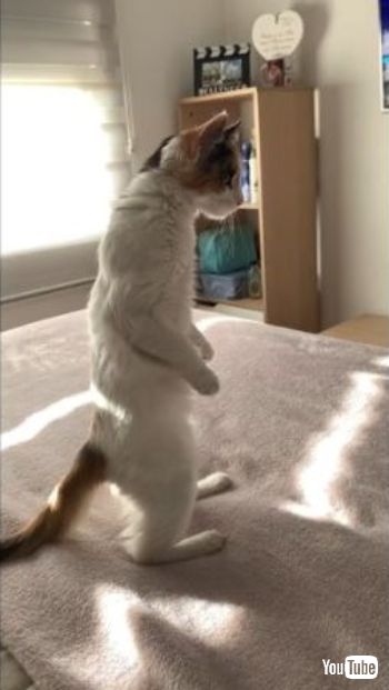  Standing on Two Legs