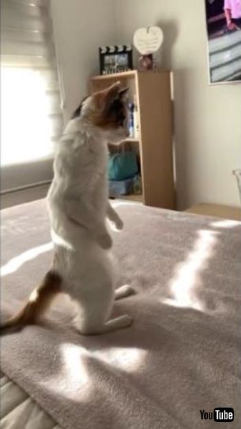  Standing on Two Legs