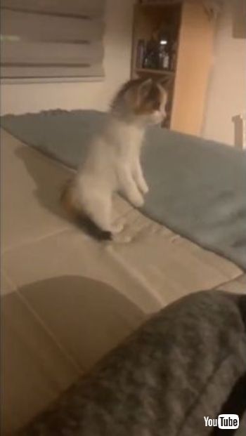  Standing on Two Legs