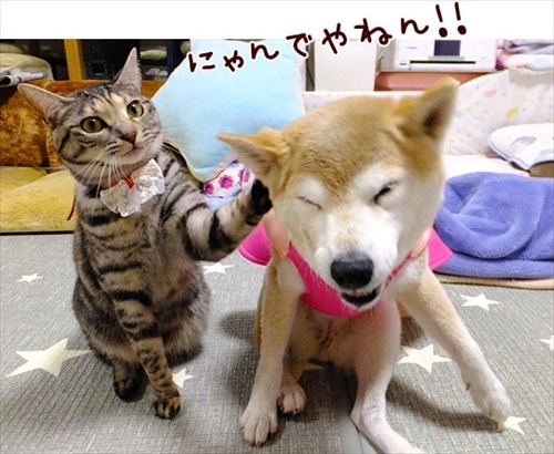 柴犬ひかりといちごと猫ミルキーときらら