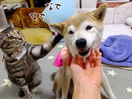 柴犬ひかりといちごと猫ミルキーときらら
