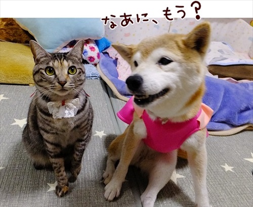 柴犬ひかりといちごと猫ミルキーときらら