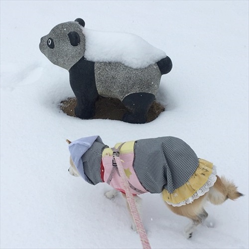 柴犬ひかりといちごと猫ミルキーときらら