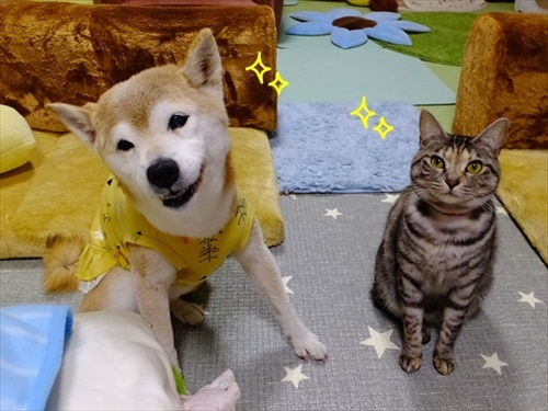 柴犬ひかりといちごと猫ミルキーときらら