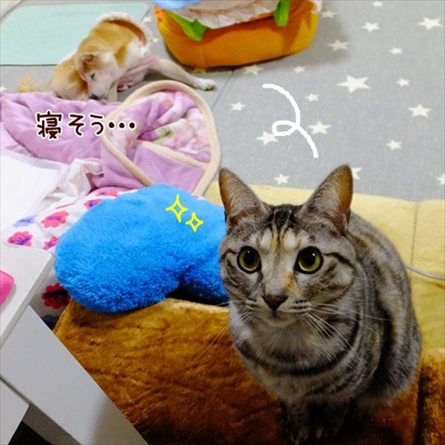 柴犬ひかりといちごと猫ミルキーときらら