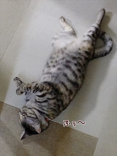 柴犬ひかりといちごと猫ミルキーときらら