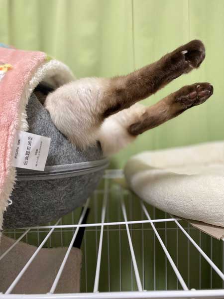 気持ちよく 寝る 猫 トンキニーズ 後ろ足 アサリ 犬神家