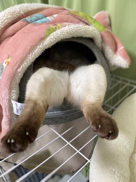 気持ちよく 寝る 猫 トンキニーズ 後ろ足 アサリ 犬神家