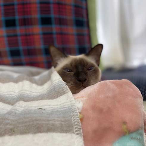 気持ちよく 寝る 猫 トンキニーズ 後ろ足 アサリ 犬神家