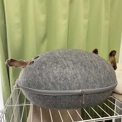 気持ちよく 寝る 猫 トンキニーズ 後ろ足 アサリ 犬神家