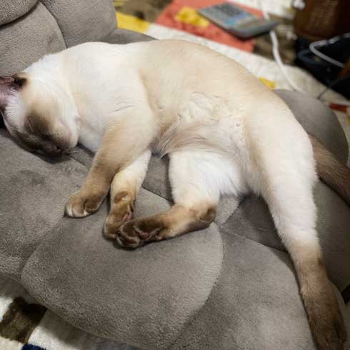 気持ちよく 寝る 猫 トンキニーズ 後ろ足 アサリ 犬神家