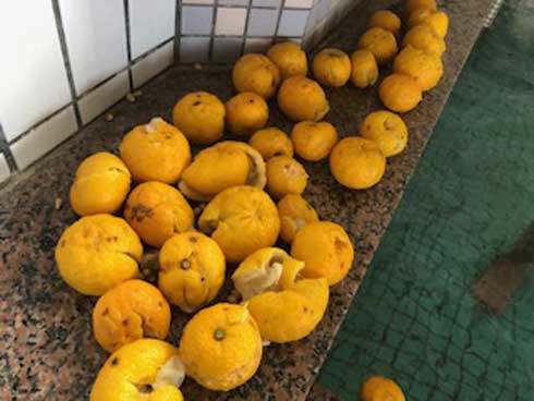 天然温泉 清児の湯 銭湯 ゆず風呂 ゆず つぶさないで