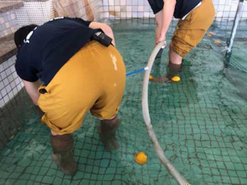 天然温泉 清児の湯 銭湯 ゆず風呂 ゆず つぶさないで
