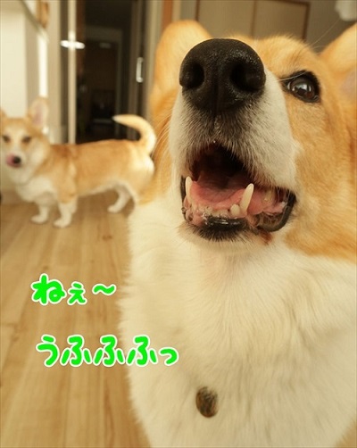 初めてのコーギー