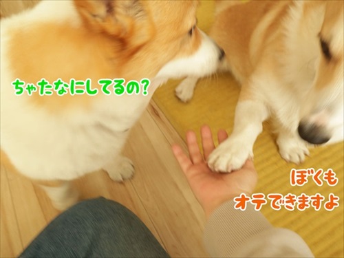 初めてのコーギー