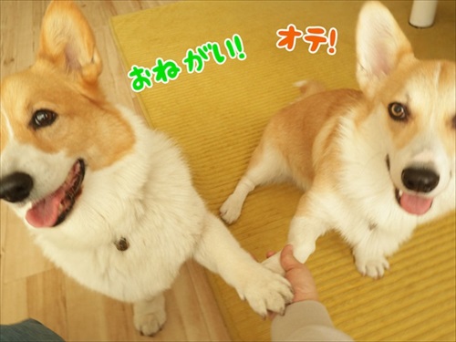 初めてのコーギー