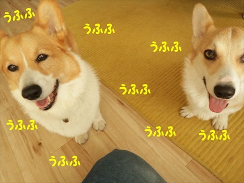 初めてのコーギー