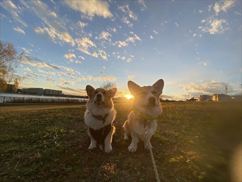 初めてのコーギー