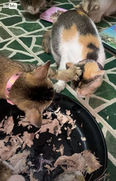 猫