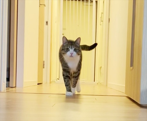 猫のすずめちゃん