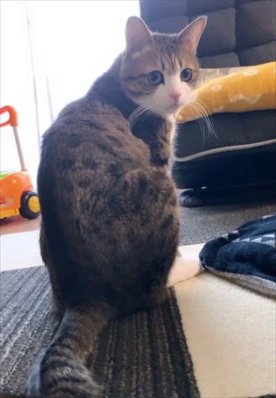 猫のすずめちゃん